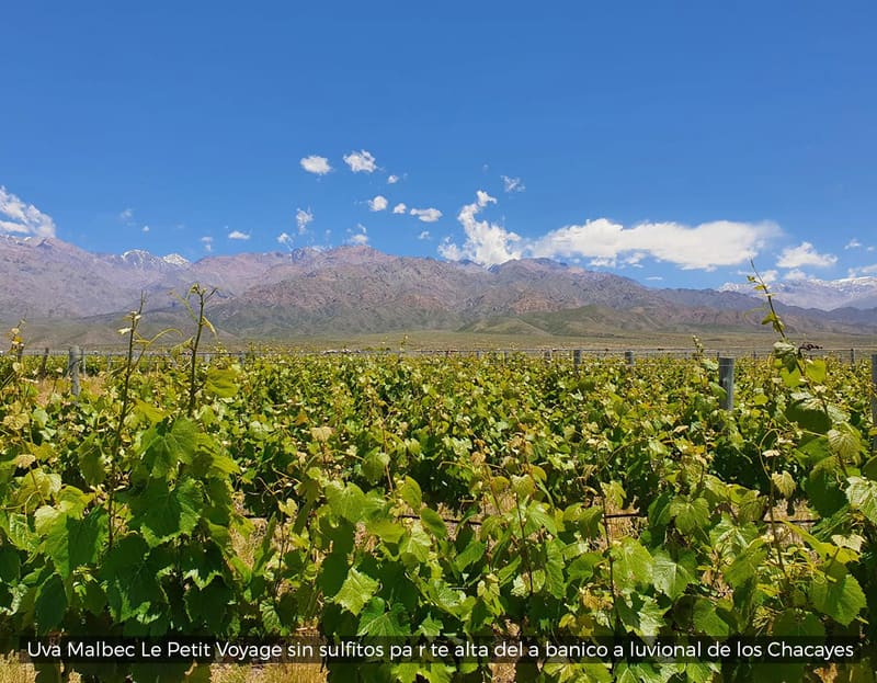 Malbec Le Petit Voyage sans sulfites, partie haute du cône alluvial de Los Chacayes