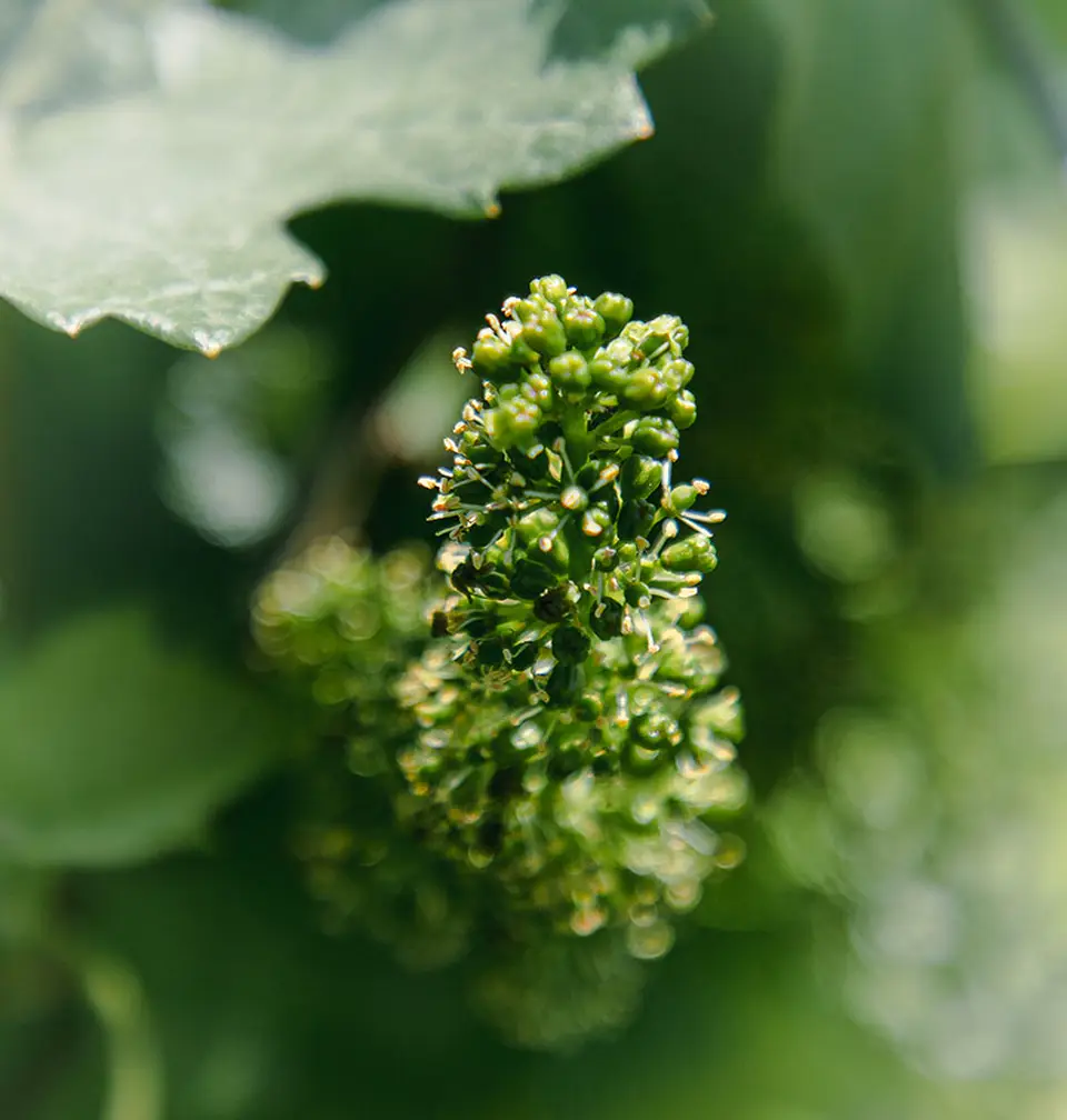Floraison de la vigne à Paraje Altamira