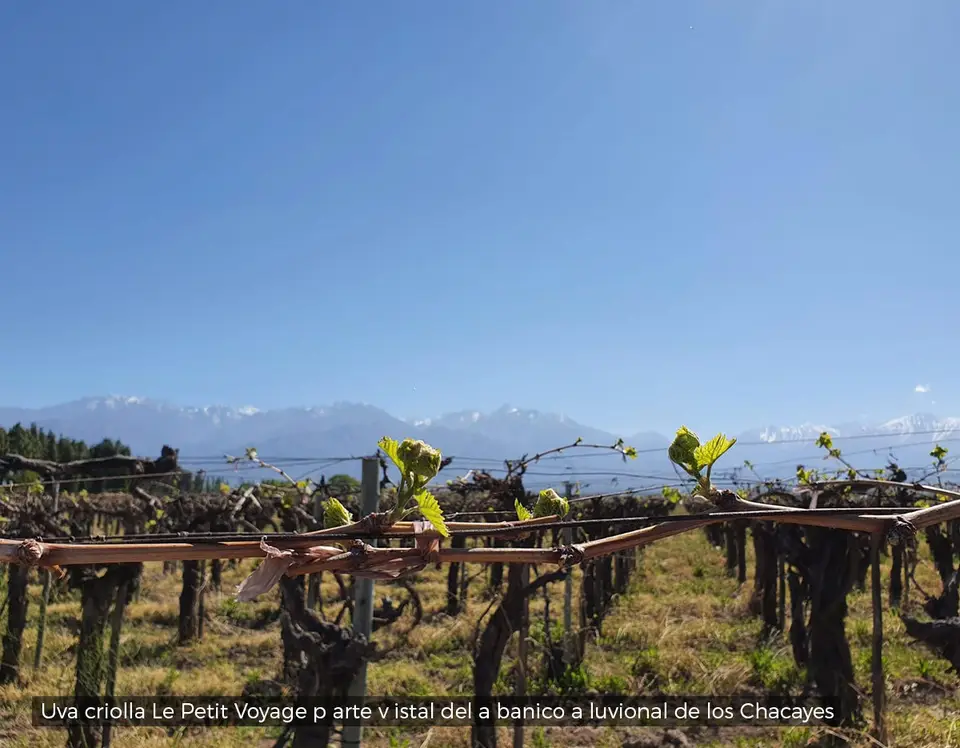 Vignoble de criolla Le Petit Voyage face à la cordillère