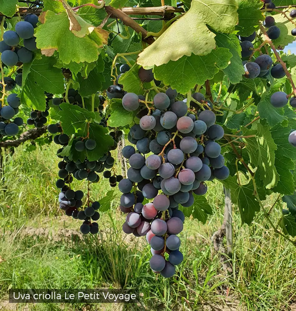 Grappes de criolla Le Petit Voyage