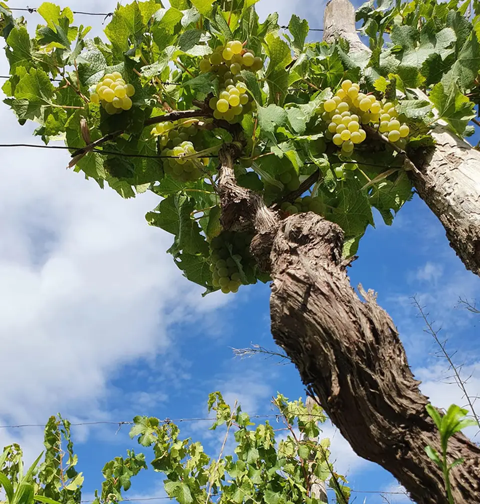 Raisin blanc sur vieille vigne de Gualtallary