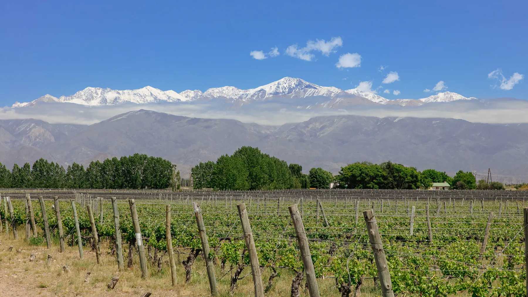 La cordillère enneigée vue depuis les vignobles de Mendoza