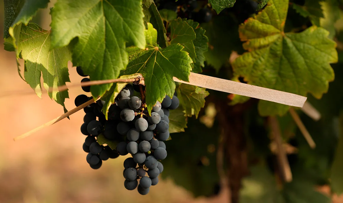 Grappe de raisin mûr dans la vigne